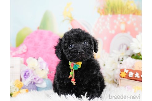 成約済の神奈川県のトイプードル-291669の6枚目