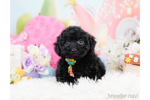 成約済の神奈川県のトイプードル-291669の7枚目