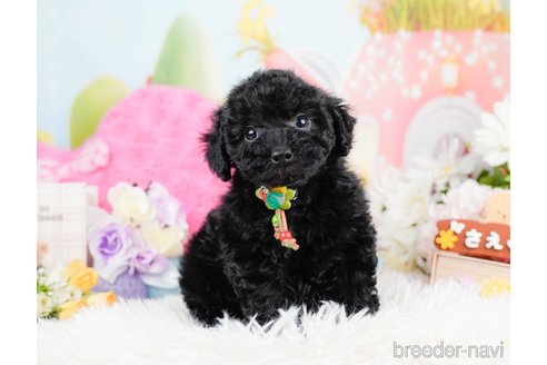 成約済の神奈川県のトイプードル-291669の1枚目