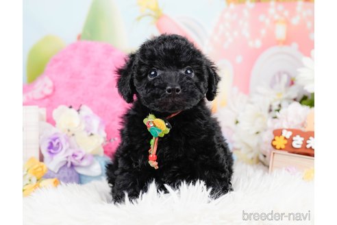 成約済の神奈川県のトイプードル-291669の8枚目