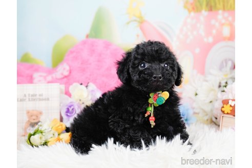 成約済の神奈川県のトイプードル-291669の9枚目