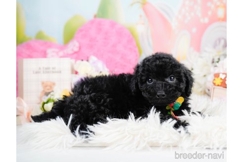 成約済の神奈川県のトイプードル-291669の10枚目