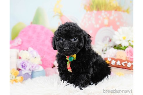 成約済の神奈川県のトイプードル-291669の2枚目