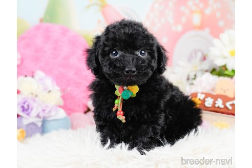 成約済の神奈川県のトイプードル-291669の3枚目