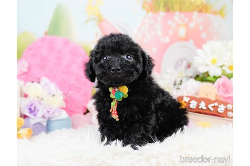 成約済の神奈川県のトイプードル-291669の4枚目