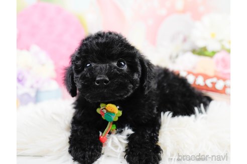 成約済の神奈川県のトイプードル-291669の5枚目