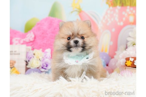 成約済の神奈川県のポメラニアン-291670の1枚目