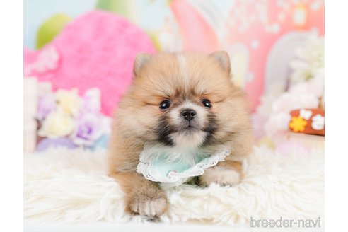 成約済の神奈川県のポメラニアン-291670の9枚目