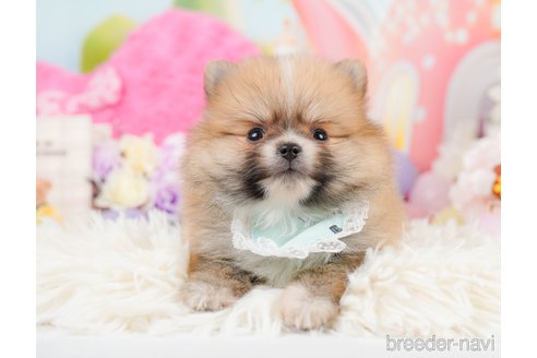 成約済の神奈川県のポメラニアン-291670の10枚目