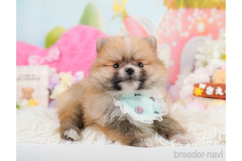 成約済の神奈川県のポメラニアン-291670の11枚目