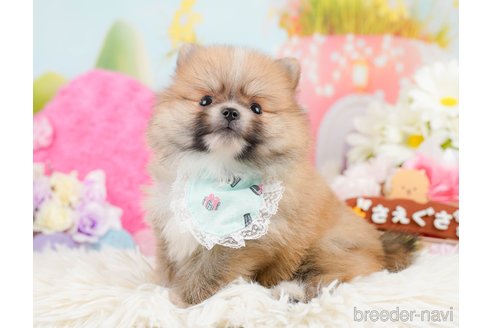 成約済の神奈川県のポメラニアン-291670の4枚目