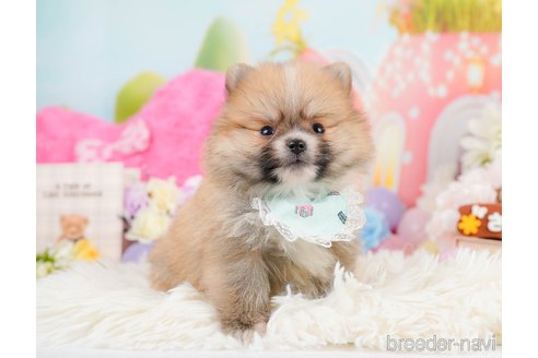 成約済の神奈川県のポメラニアン-291670の5枚目