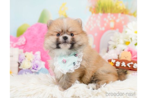 成約済の神奈川県のポメラニアン-291670の6枚目