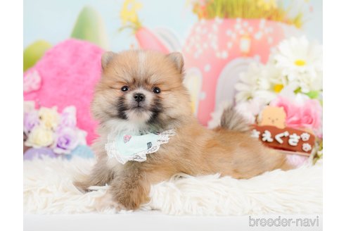 成約済の神奈川県のポメラニアン-291670の7枚目