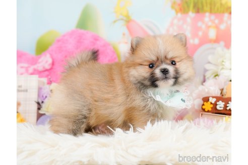 成約済の神奈川県のポメラニアン-291670の8枚目