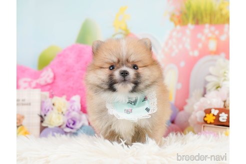 成約済の神奈川県のポメラニアン-291670の3枚目