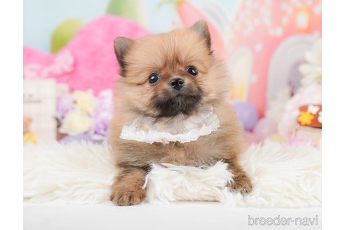 成約済の神奈川県のポメラニアン-291671の9枚目