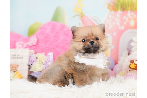 成約済の神奈川県のポメラニアン-291671の10枚目