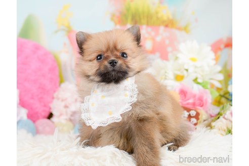 成約済の神奈川県のポメラニアン-291671の11枚目