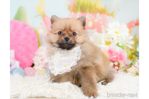 成約済の神奈川県のポメラニアン-291671の6枚目