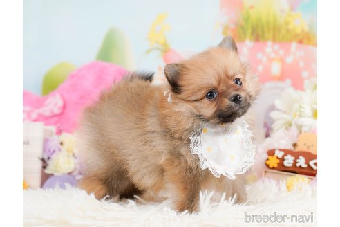 成約済の神奈川県のポメラニアン-291671の7枚目