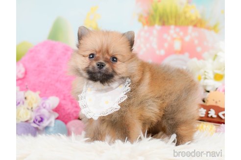 成約済の神奈川県のポメラニアン-291671の3枚目