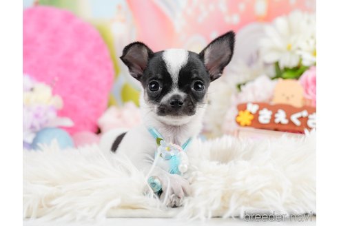 成約済の神奈川県のチワワ(スムースコート)-291673の1枚目