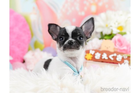 成約済の神奈川県のチワワ(スムースコート)-291673の9枚目