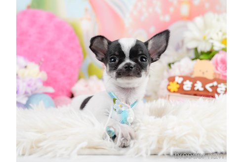 成約済の神奈川県のチワワ(スムースコート)-291673の10枚目