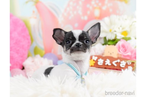 成約済の神奈川県のチワワ(スムースコート)-291673の11枚目