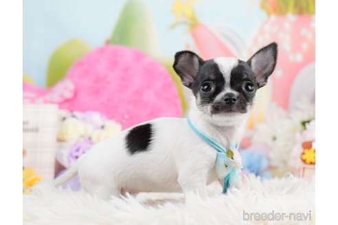 成約済の神奈川県のチワワ(スムースコート)-291673の4枚目