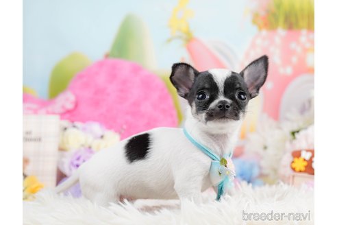 成約済の神奈川県のチワワ(スムースコート)-291673の5枚目