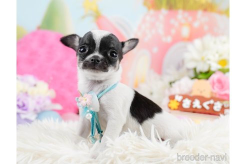 成約済の神奈川県のチワワ(スムースコート)-291673の6枚目