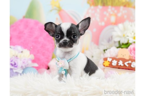 成約済の神奈川県のチワワ(スムースコート)-291673の7枚目