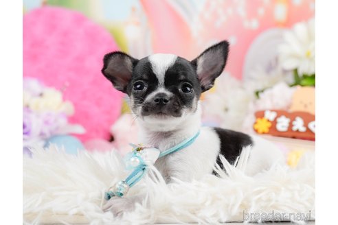 成約済の神奈川県のチワワ(スムースコート)-291673の8枚目