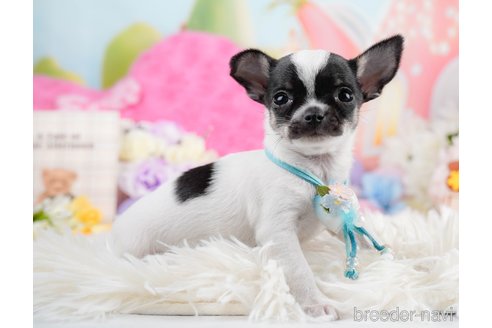 成約済の神奈川県のチワワ(スムースコート)-291673の3枚目