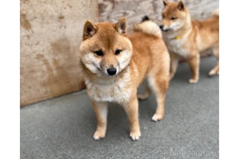 成約済の福岡県の豆柴-277181の8枚目