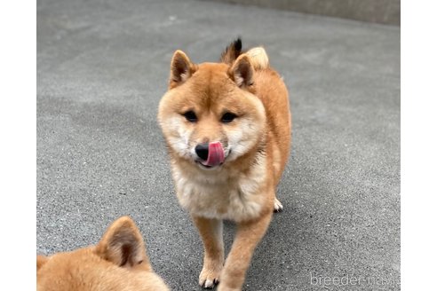 成約済の福岡県の豆柴-277181の5枚目