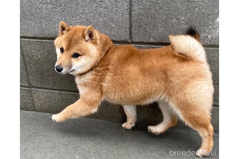 成約済の福岡県の豆柴-277181の2枚目