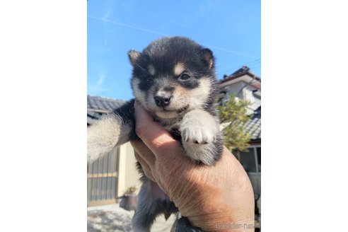 成約済の鹿児島県の豆柴-291680の3枚目