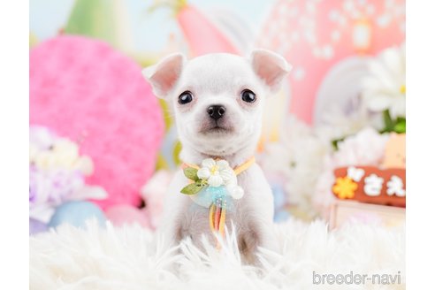 成約済の神奈川県のチワワ(スムースコート)-291681の6枚目