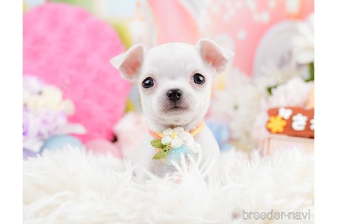 成約済の神奈川県のチワワ(スムースコート)-291681の7枚目