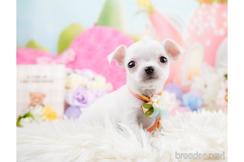 成約済の神奈川県のチワワ(スムースコート)-291681の8枚目