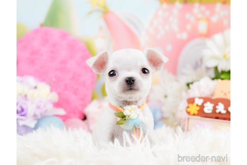 成約済の神奈川県のチワワ(スムースコート)-291681の9枚目