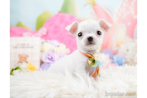 成約済の神奈川県のチワワ(スムースコート)-291681