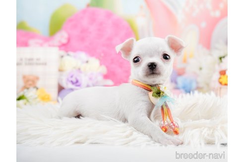 成約済の神奈川県のチワワ(スムースコート)-291681の10枚目