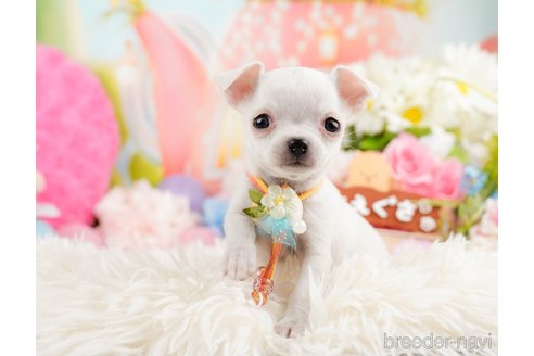 成約済の神奈川県のチワワ(スムースコート)-291681の11枚目