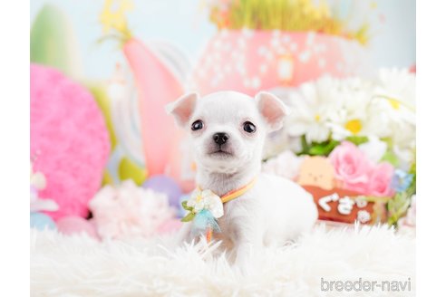 成約済の神奈川県のチワワ(スムースコート)-291681の3枚目