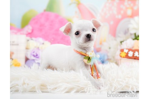 成約済の神奈川県のチワワ(スムースコート)-291681の4枚目