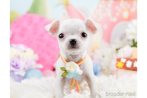 成約済の神奈川県のチワワ(スムースコート)-291681の5枚目